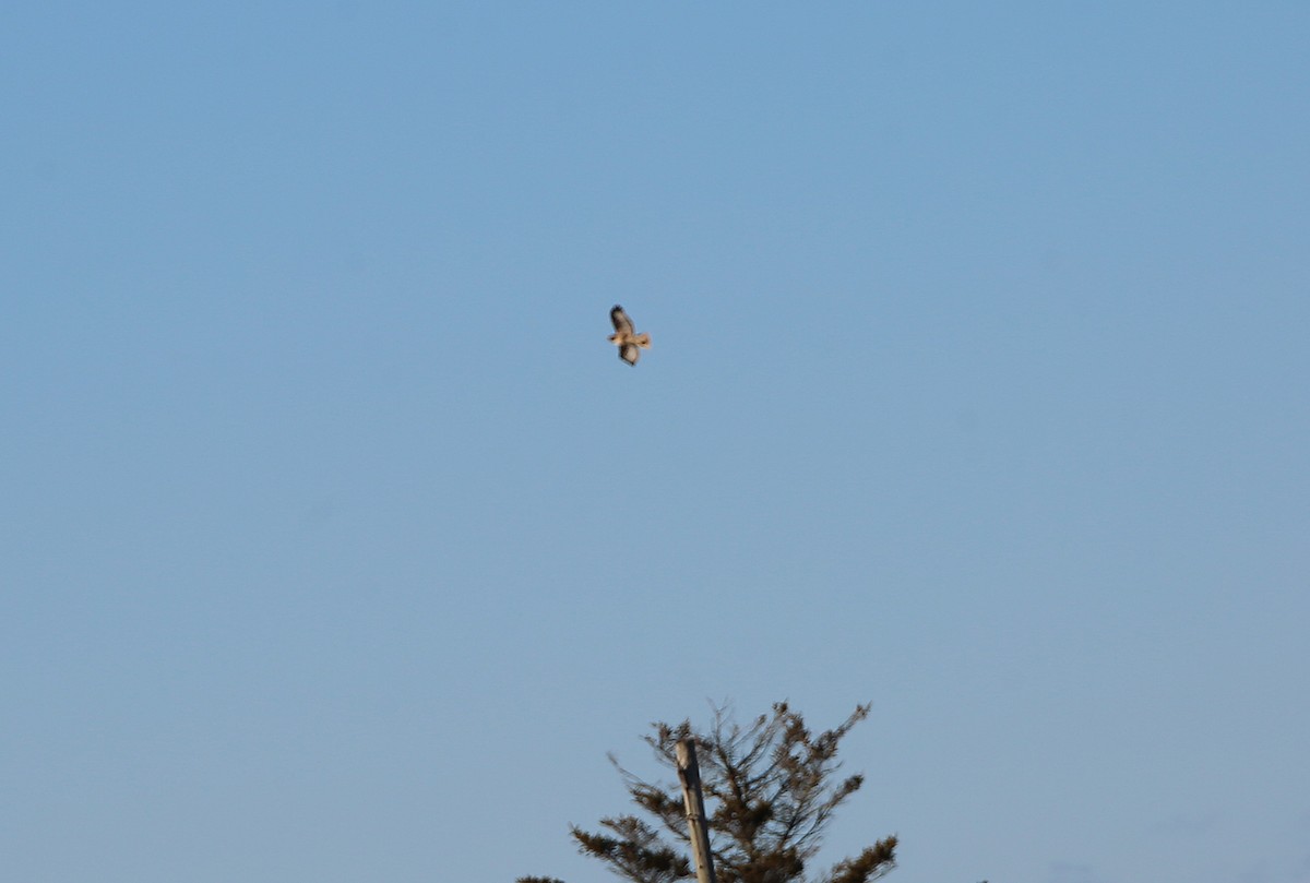 Red-tailed Hawk - ML132420091