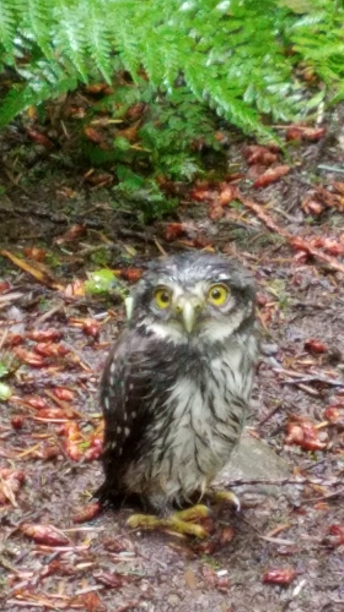 Сичик-горобець гірський - ML132420941