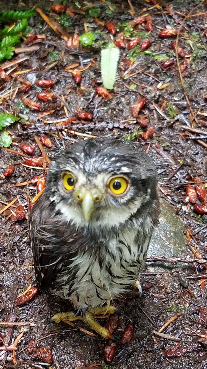 Сичик-горобець гірський - ML132421291