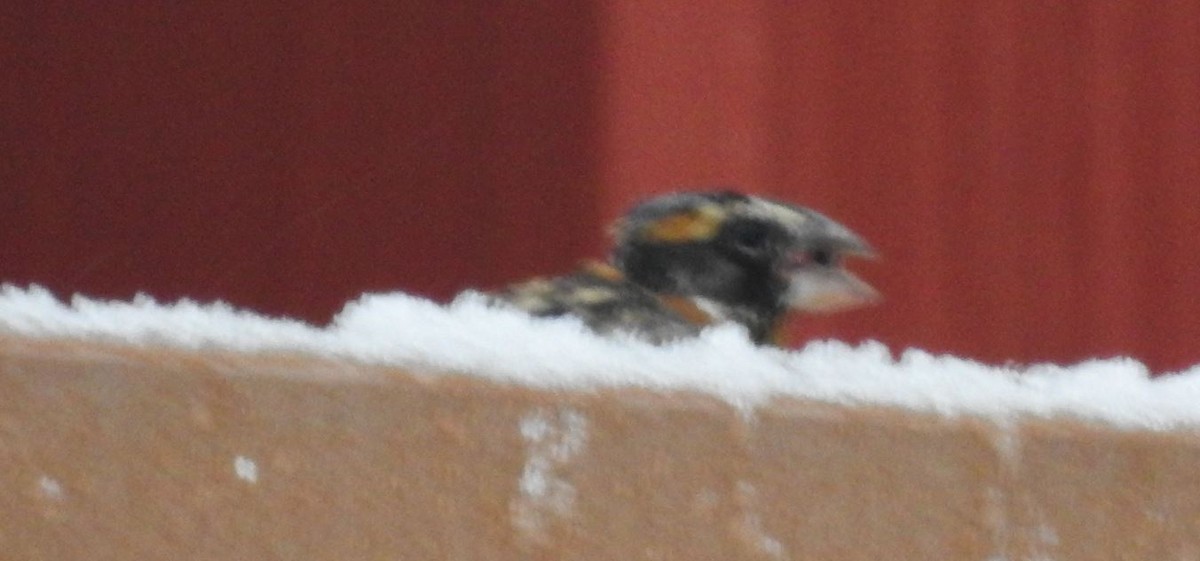 Black-headed Grosbeak - ML132421431