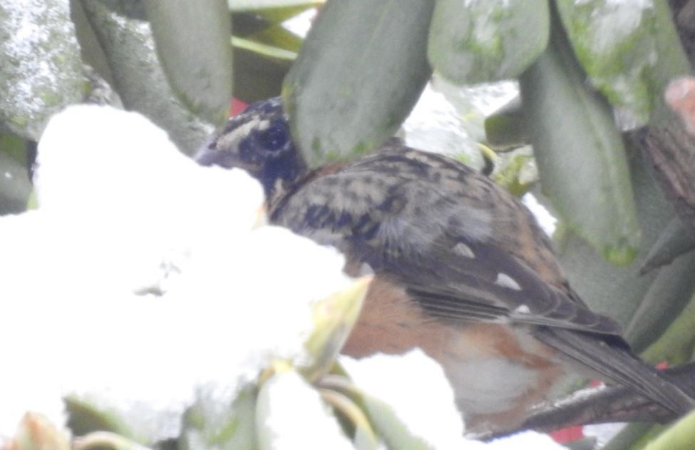 Black-headed Grosbeak - ML132421511