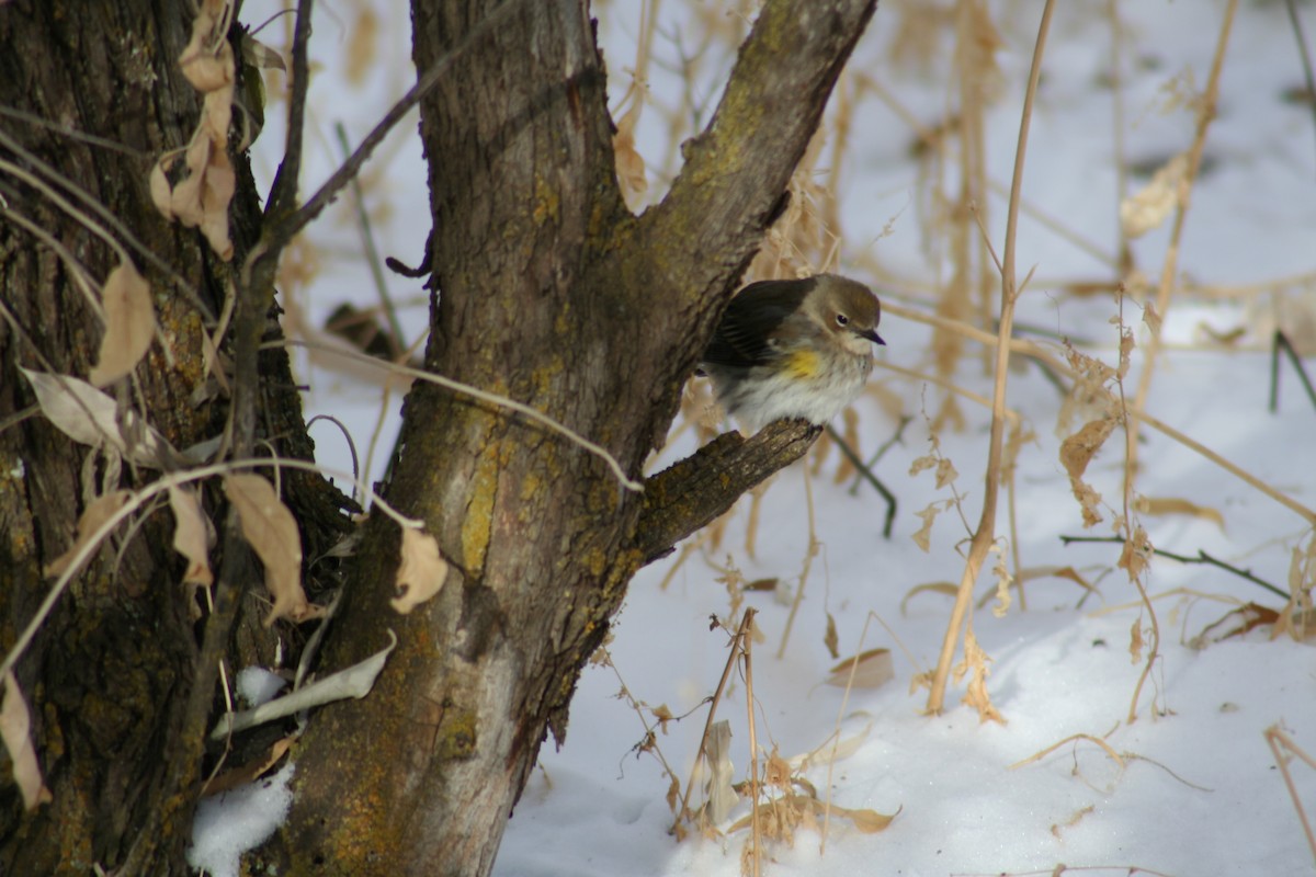 Yellow-rumped Warbler (Myrtle) - ML132421901