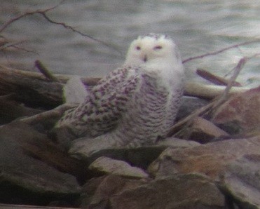 Snowy Owl - ML132422191