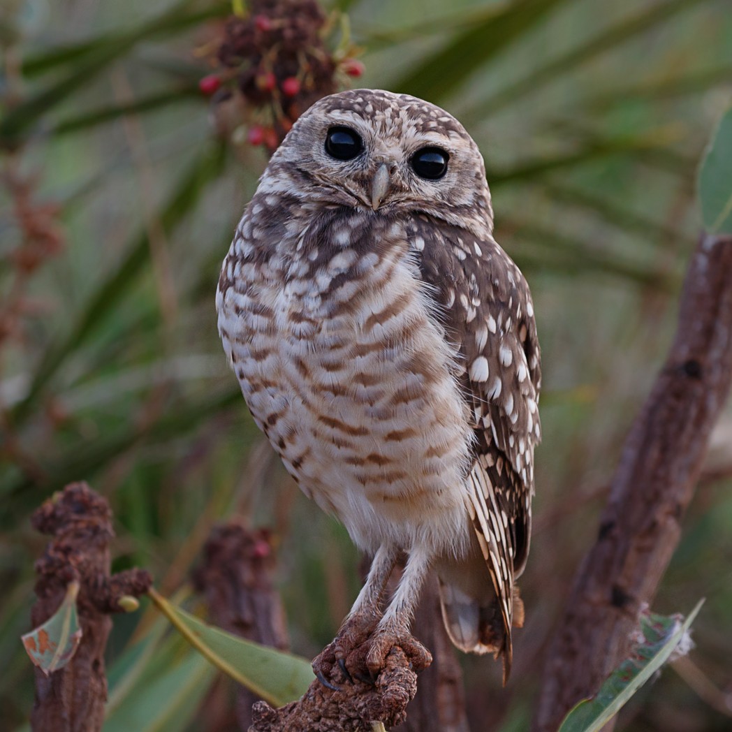 Burrowing Owl - Silvia Faustino Linhares