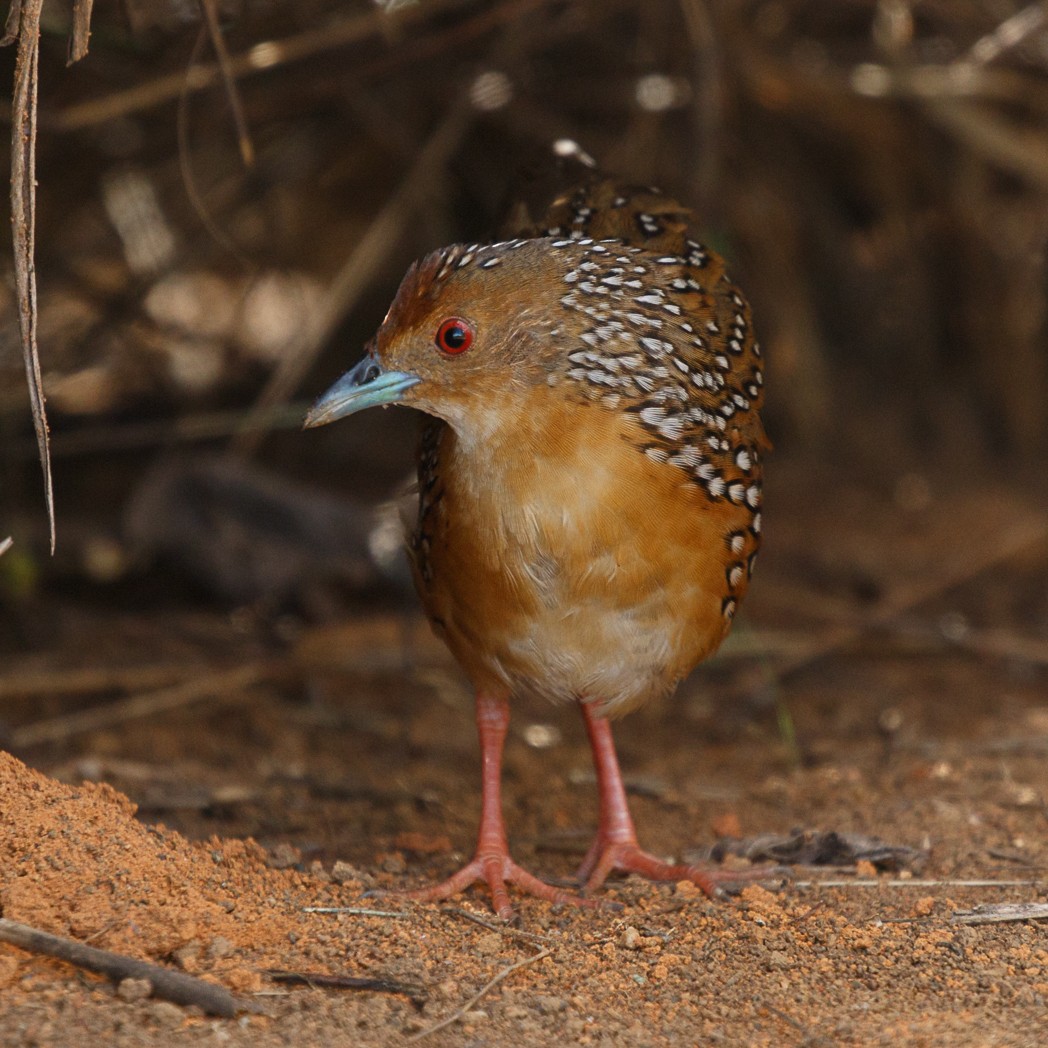 Ocellated Crake - ML132425021