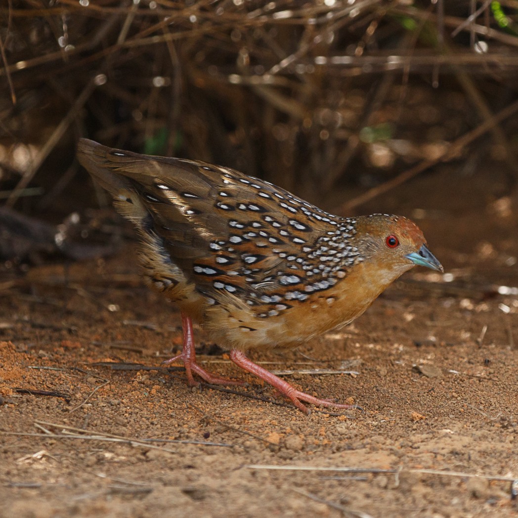 Ocellated Crake - ML132425031