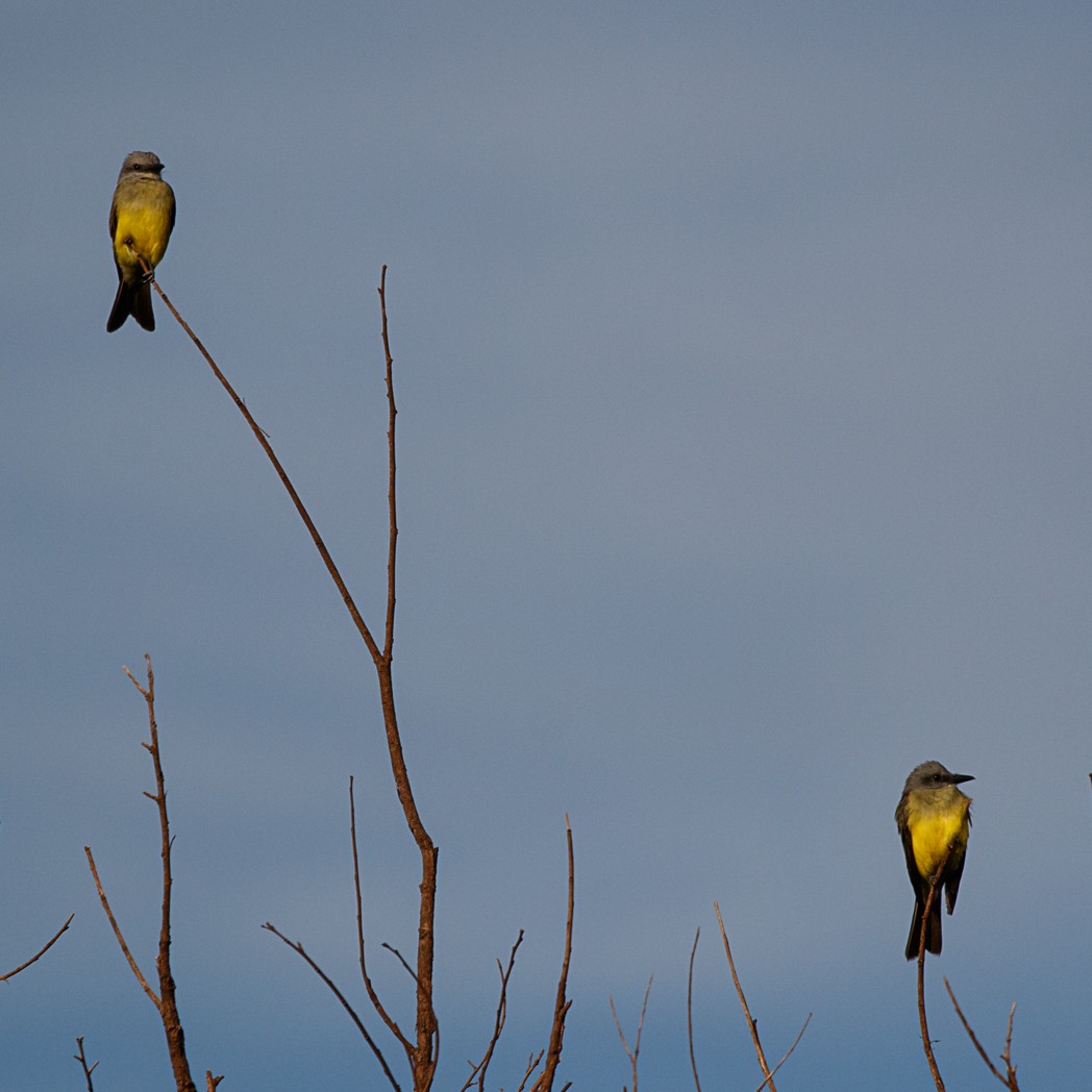 Tropical Kingbird - ML132425581