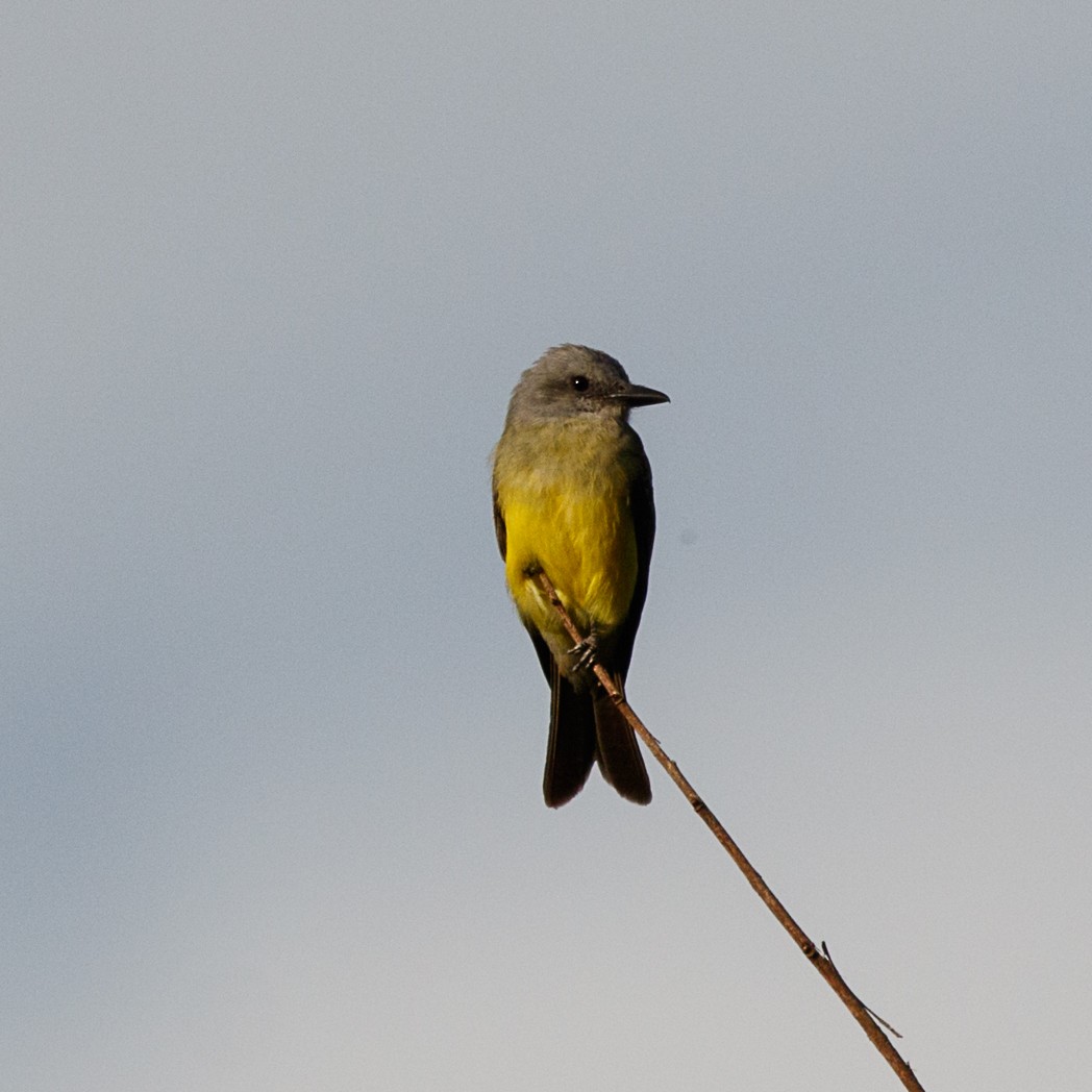 Tropical Kingbird - ML132425591