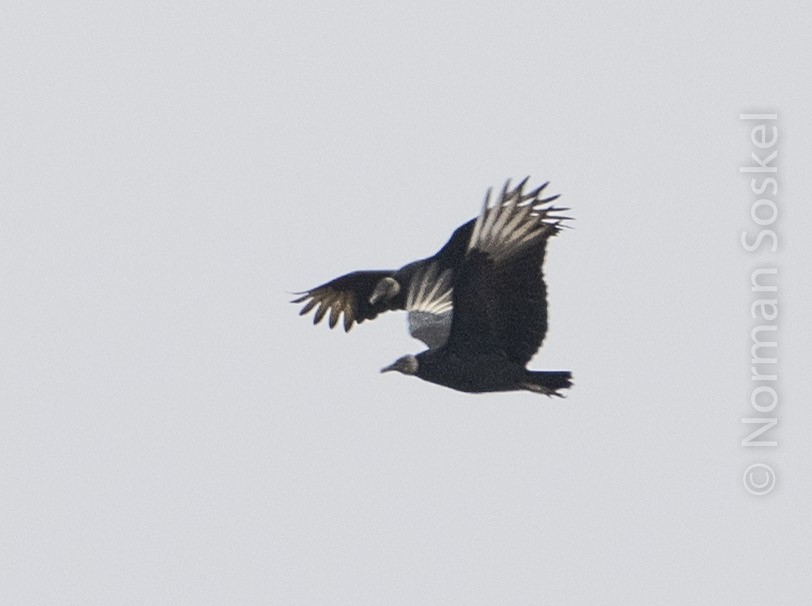 Black Vulture - ML132427681