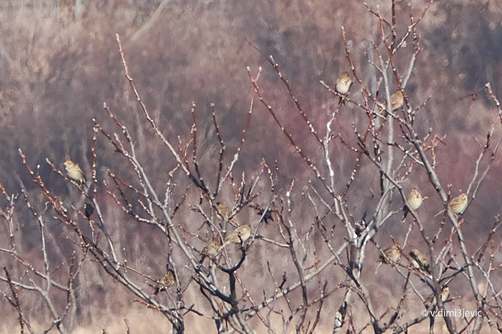 Corn Bunting - ML132427901