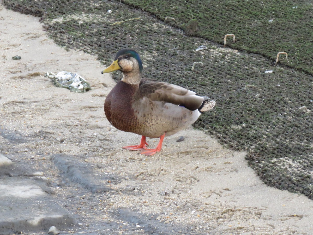 Mallard x American Black Duck (hybrid) - ML132427961
