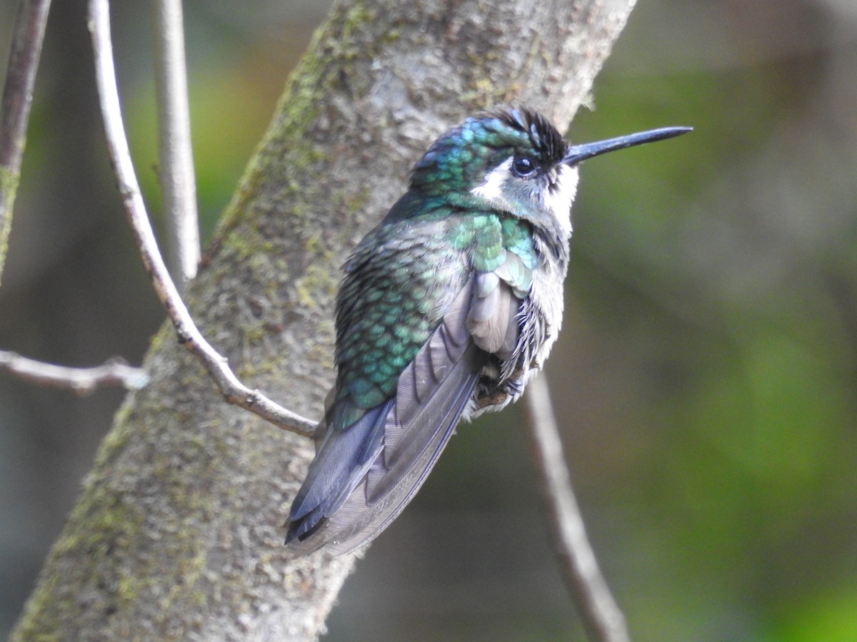 kolibřík pokřovní (ssp. cinereicauda) - ML132428441