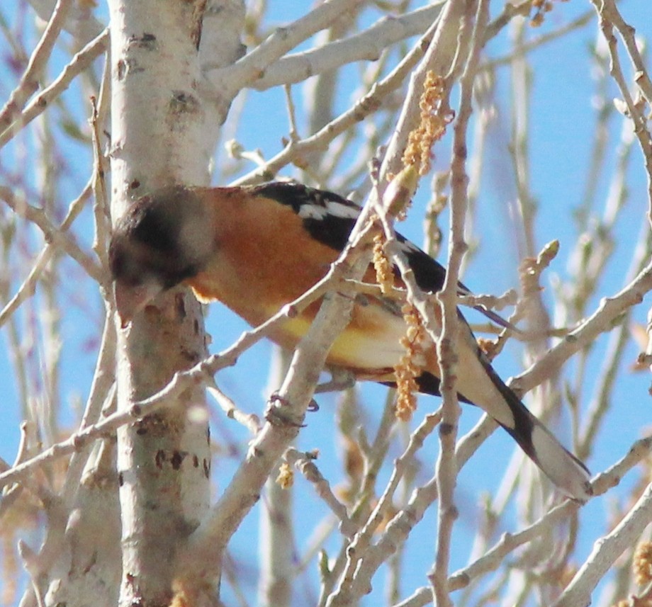 Black-headed Grosbeak - ML132428501