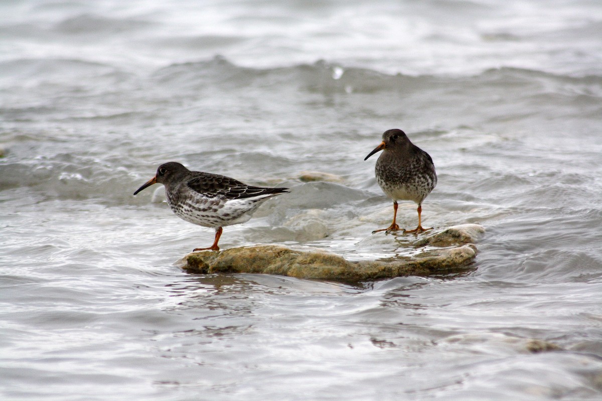 Purple Sandpiper - ML132429481