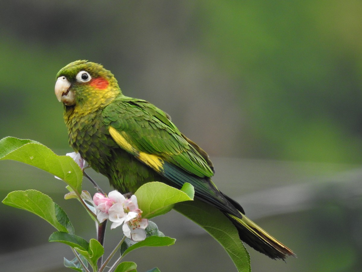 Sulphur-winged Parakeet - ML132429911