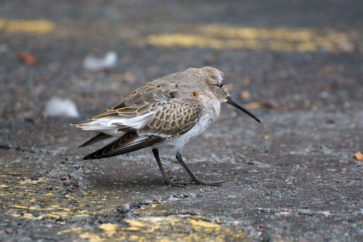 Dunlin - ML132430301