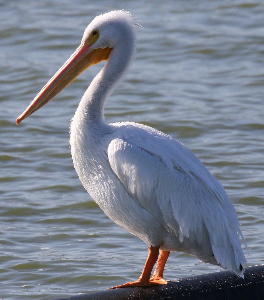 American White Pelican - ML132431551