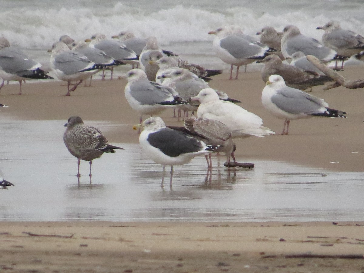 Kelp x American Herring Gull (hybrid) - ML132432041