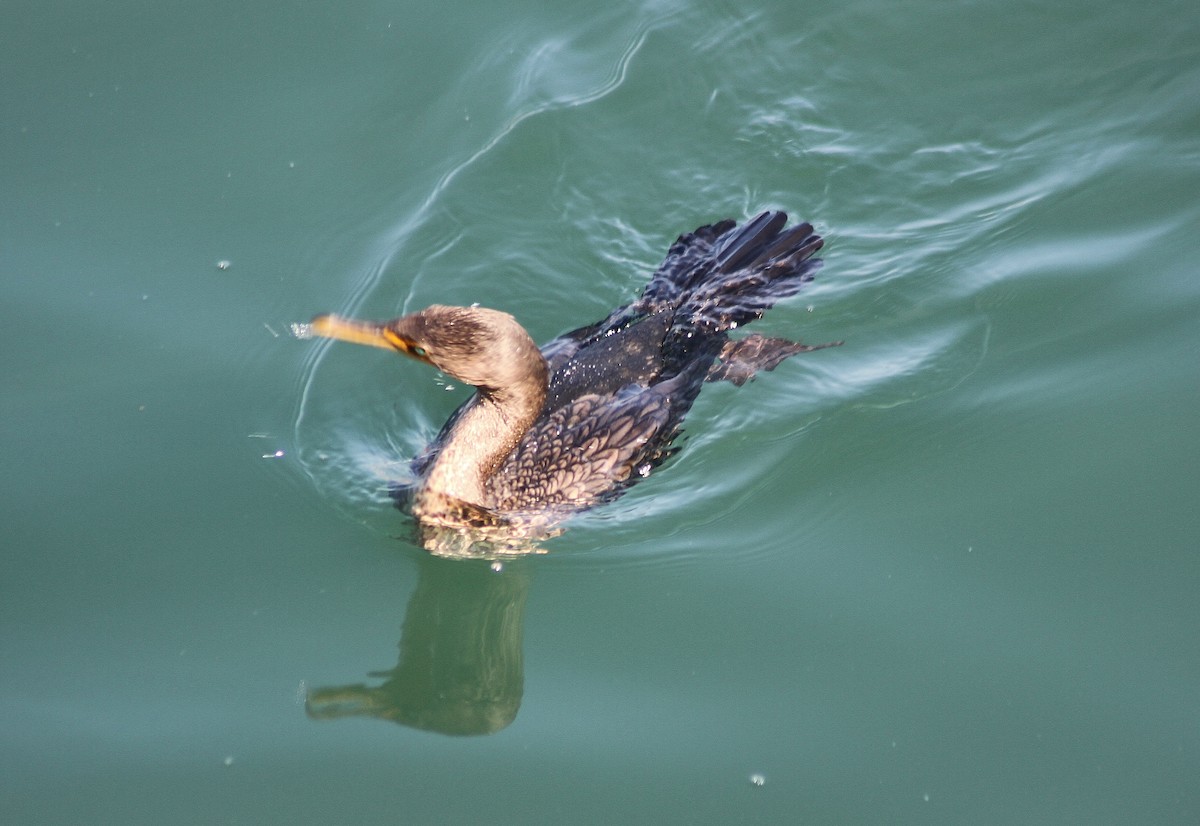 Double-crested Cormorant - ML132432581