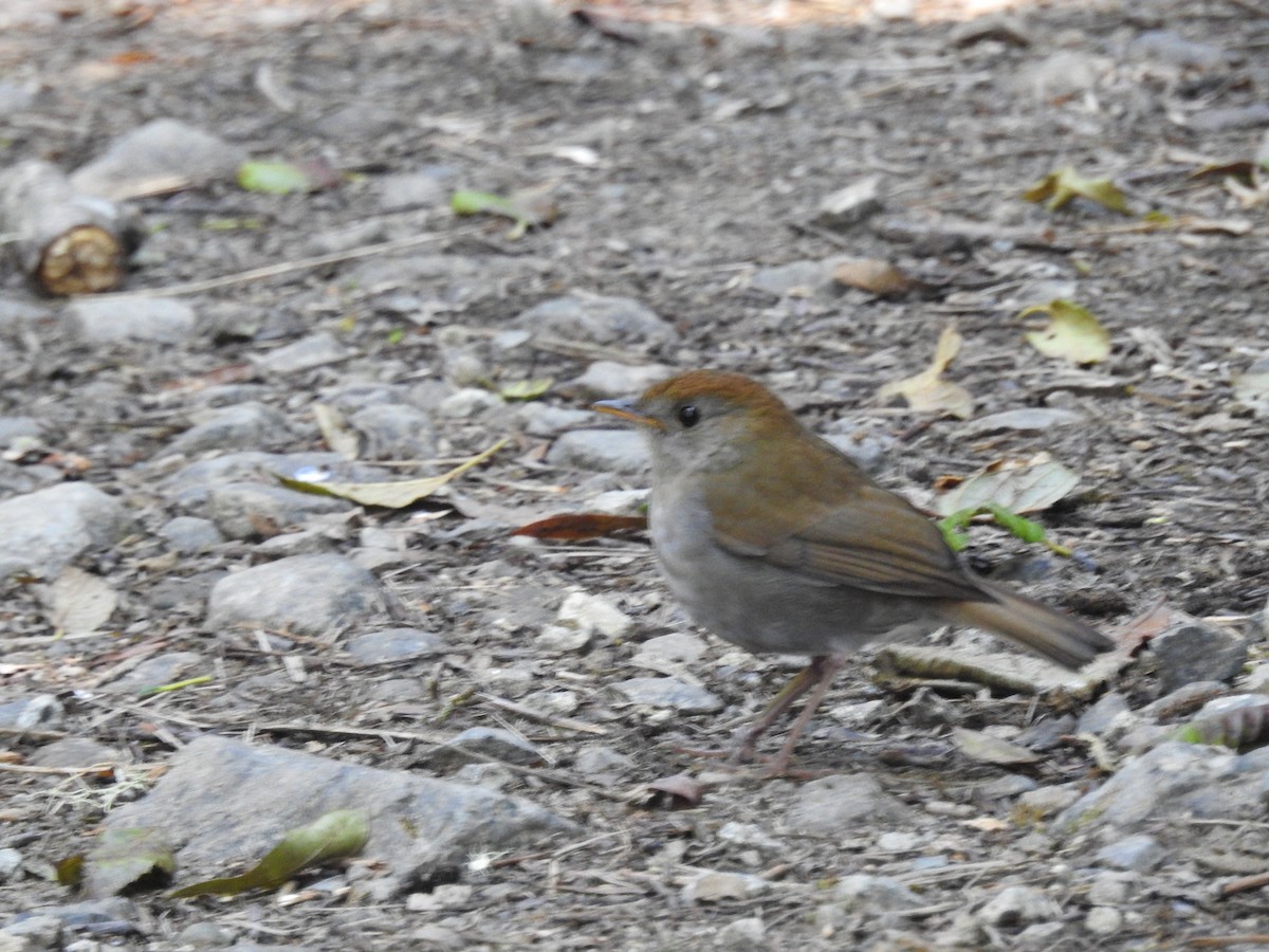 Ruddy-capped Nightingale-Thrush - ML132432751