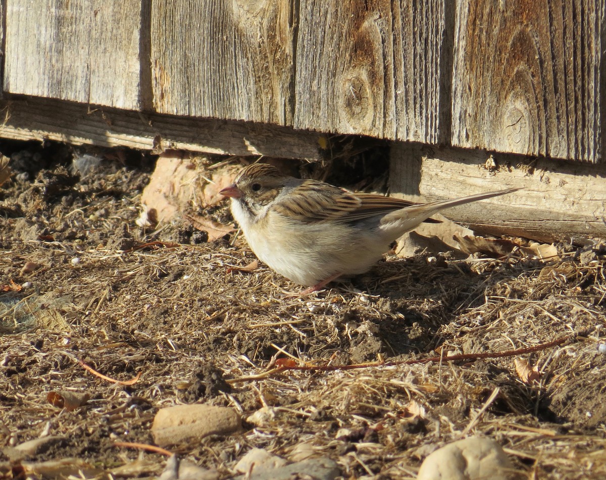 Clay-colored Sparrow - ML132433831