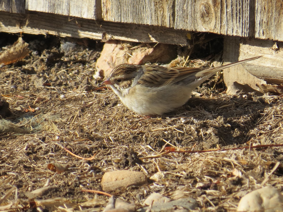 Clay-colored Sparrow - ML132433841
