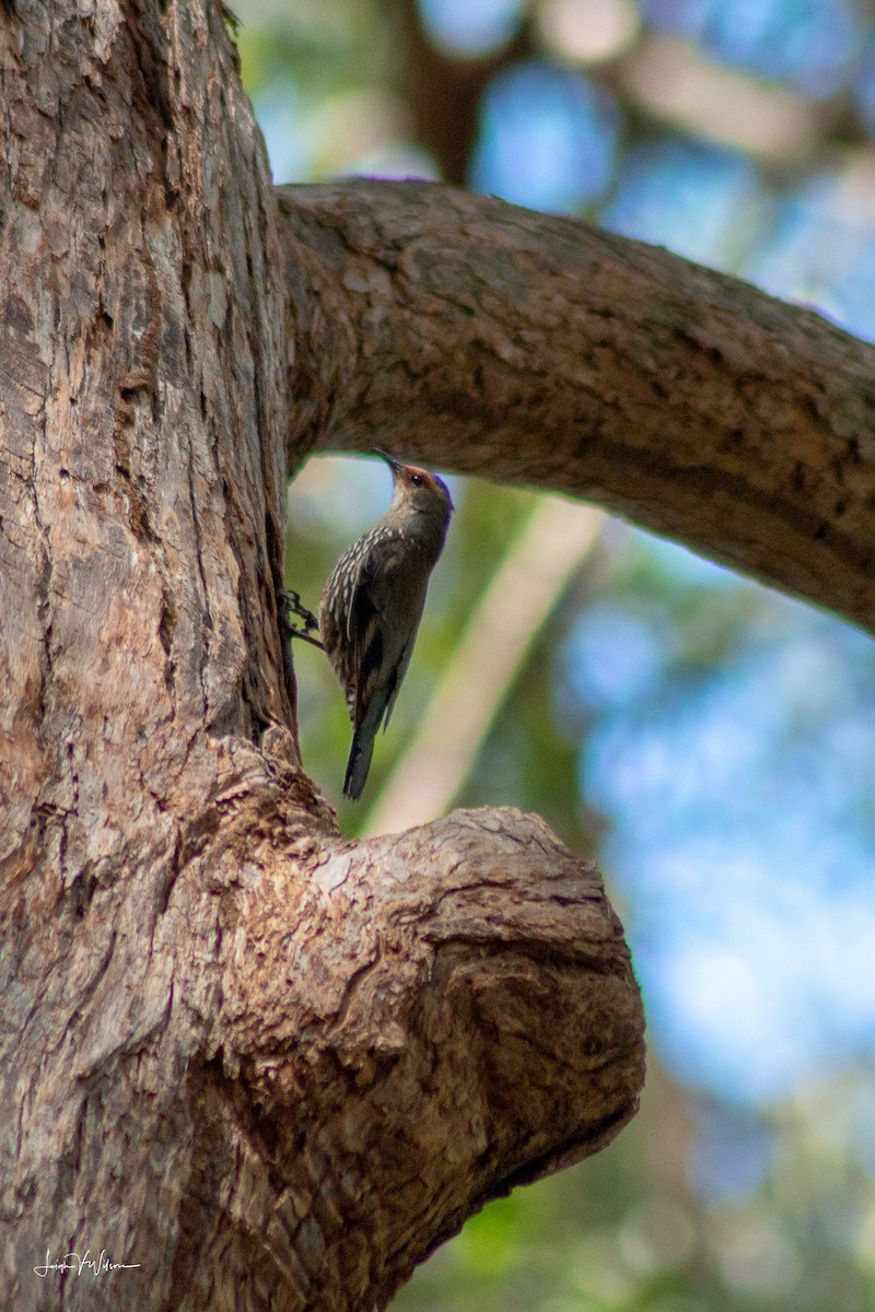 Red-browed Treecreeper - ML132434631