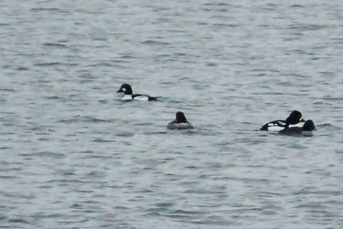 Common Goldeneye - ML132435521