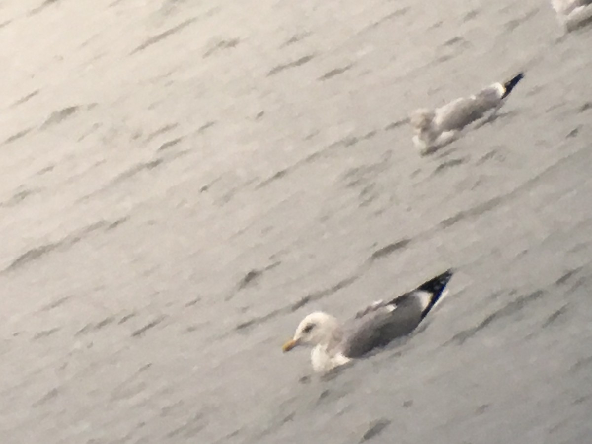 California Gull - Mary Nemecek