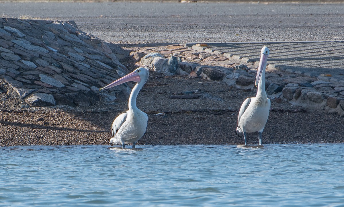 Australian Pelican - ML132443381