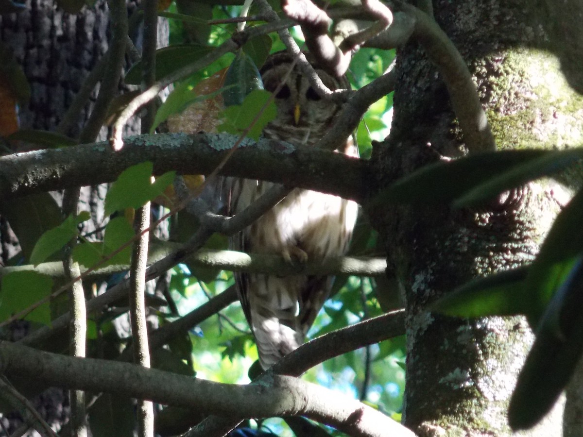 Barred Owl - John Patten Moss