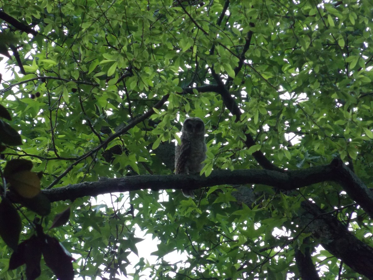 Barred Owl - John Patten Moss