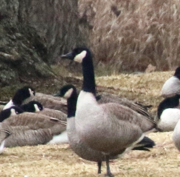 Cackling Goose - ML132446581