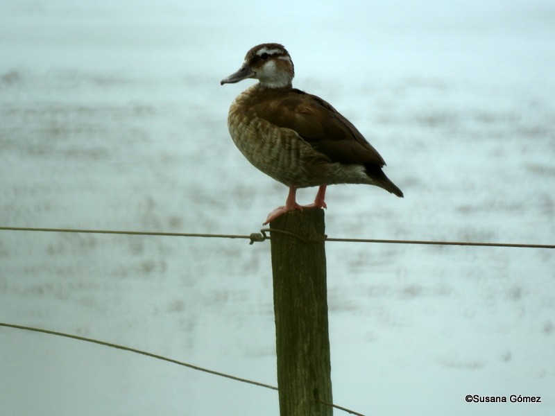 Ringed Teal - Susana Gómez