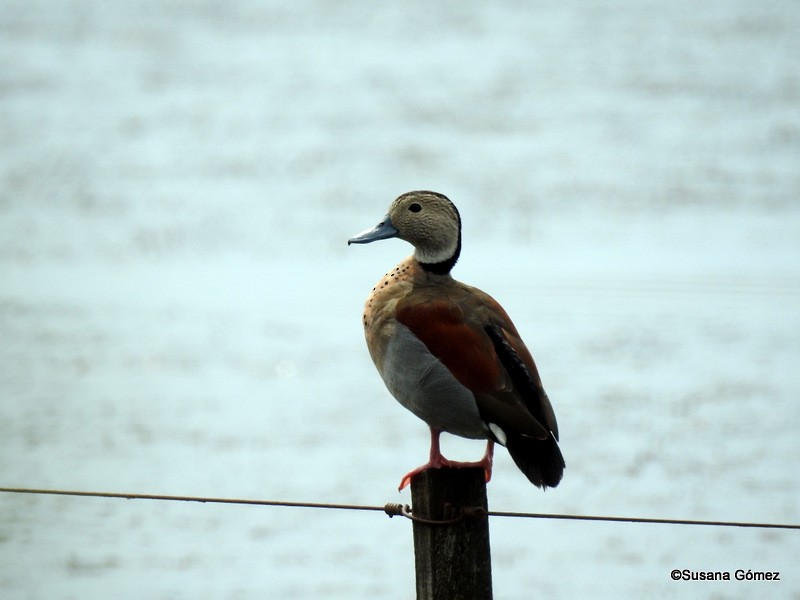 Pato Acollarado - ML132448071