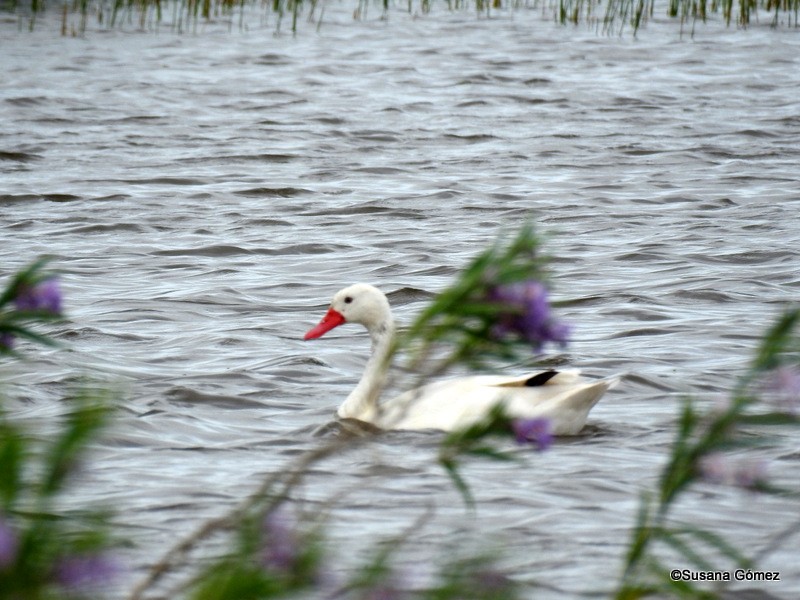 Coscoroba Swan - ML132448211