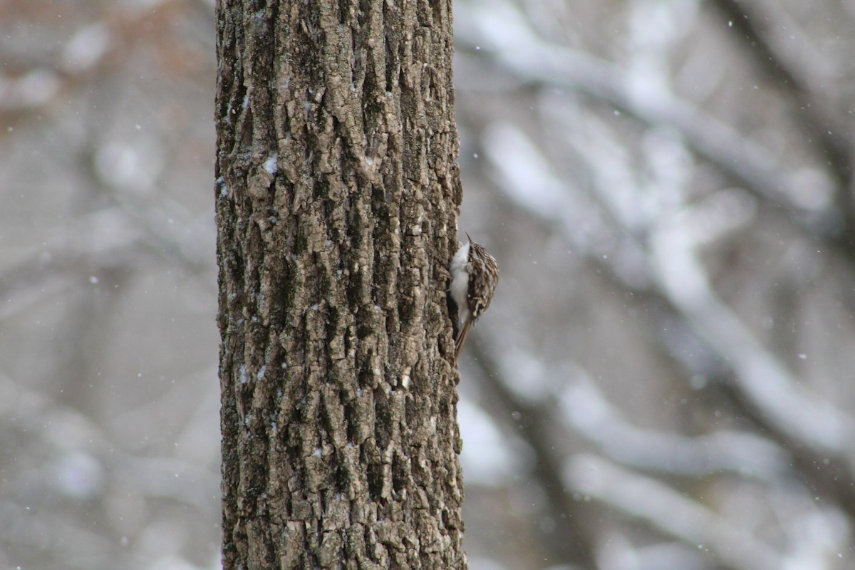 Brown Creeper - ML132451081