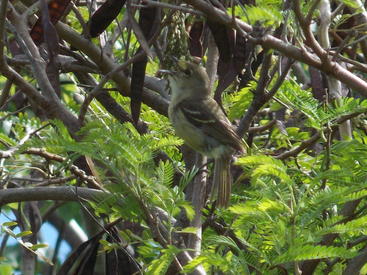 Thick-billed Vireo - ML132453191