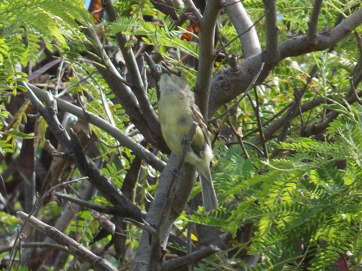 Thick-billed Vireo - ML132453231