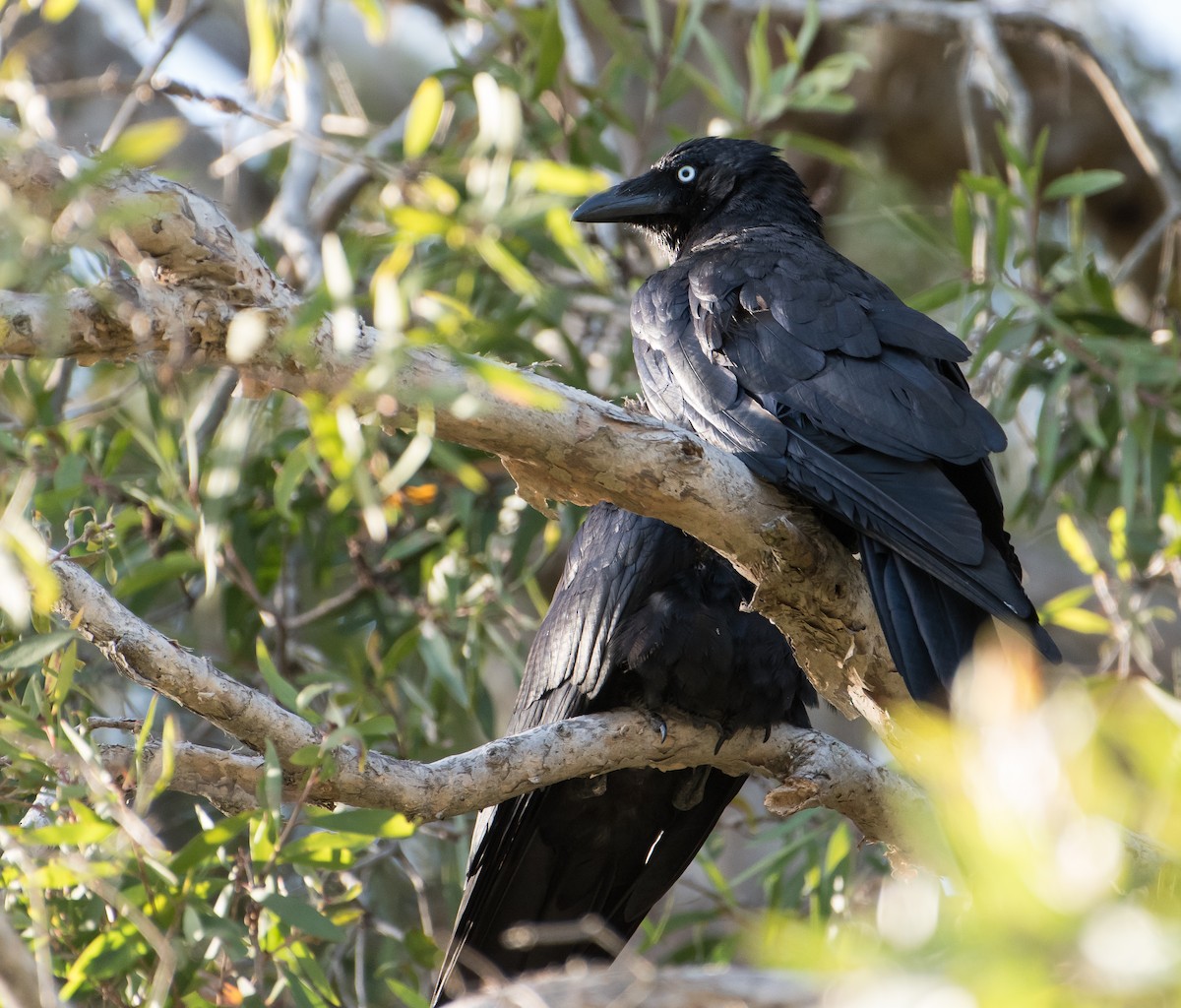 Torresian Crow - ML132453271