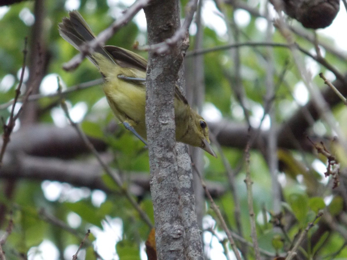 Thick-billed Vireo - ML132453571