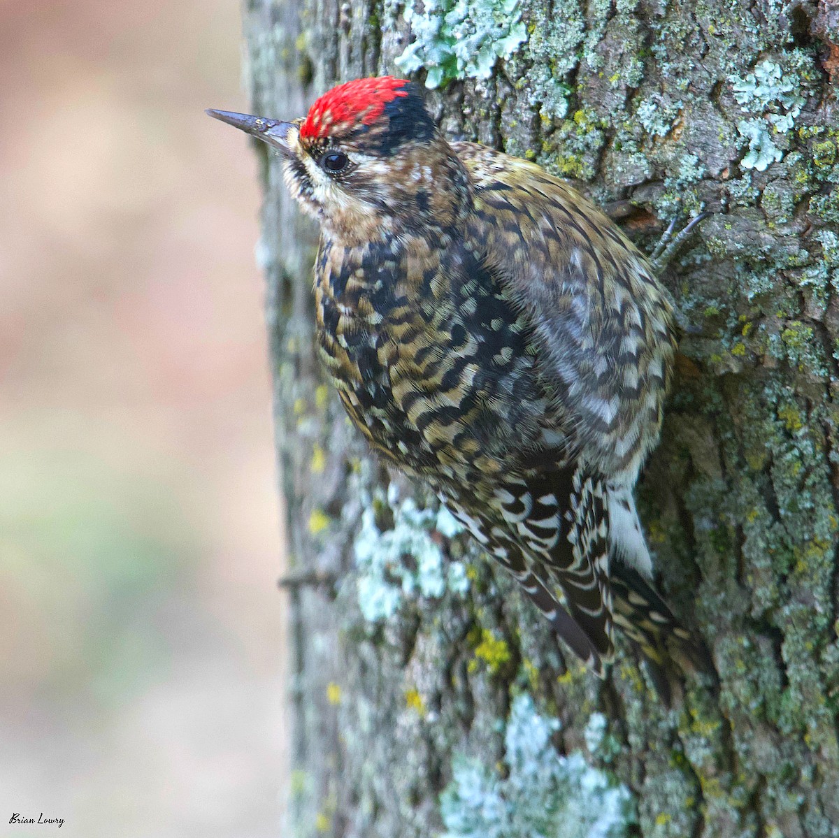 Yellow-bellied Sapsucker - ML132453991