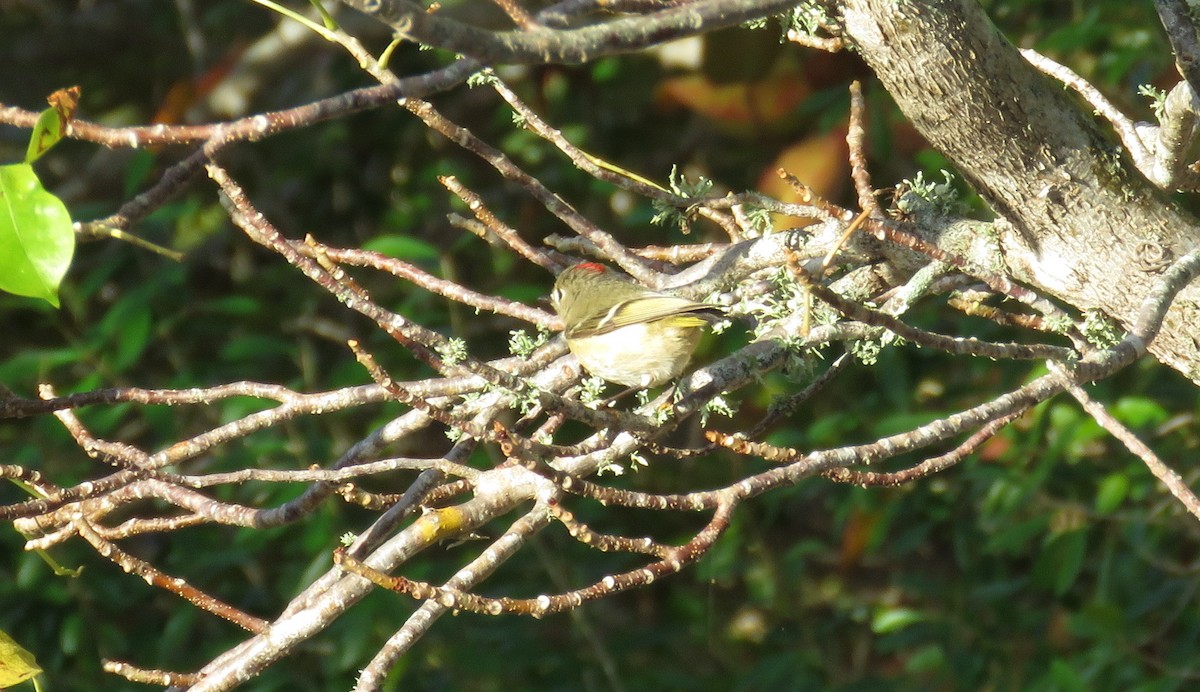 Ruby-crowned Kinglet - ML132459801