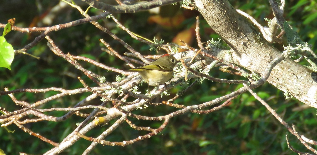 Ruby-crowned Kinglet - ML132460001