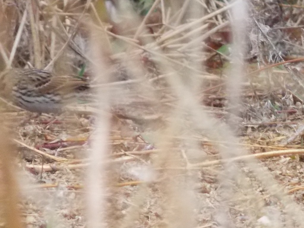 Savannah Serçesi - ML132463081