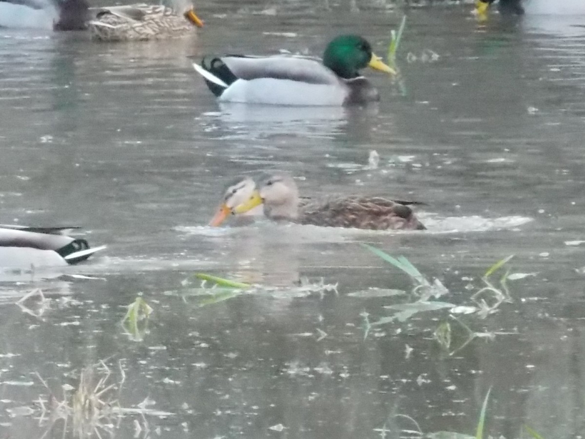 Mottled Duck - ML132465261