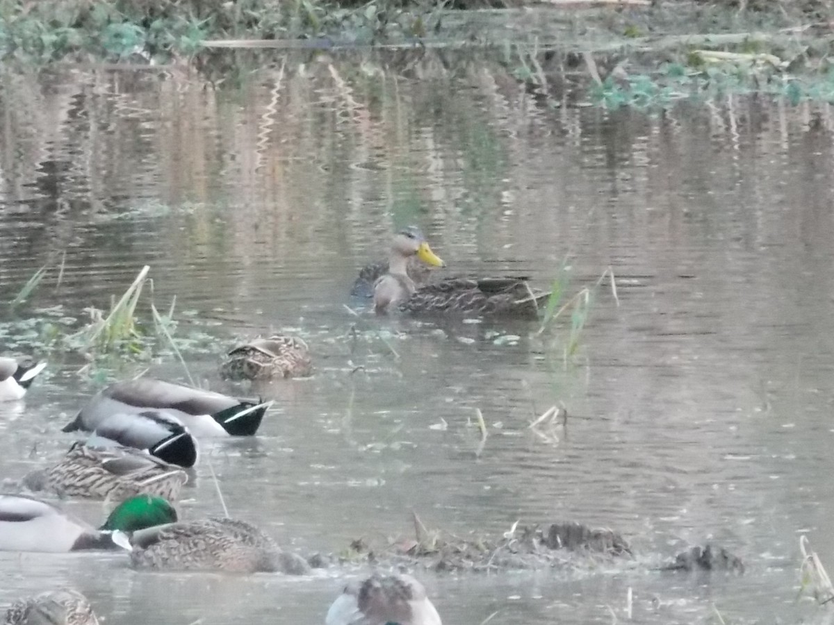 Mottled Duck - ML132465301