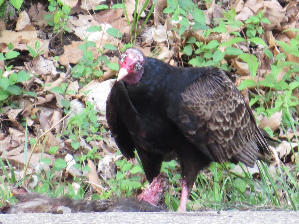 Turkey Vulture - ML132466371