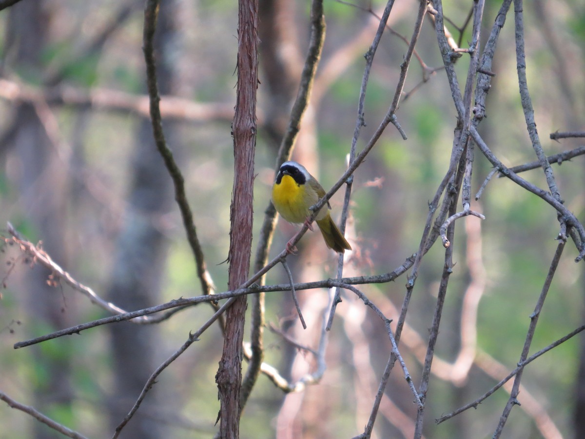 Common Yellowthroat - ML132466691