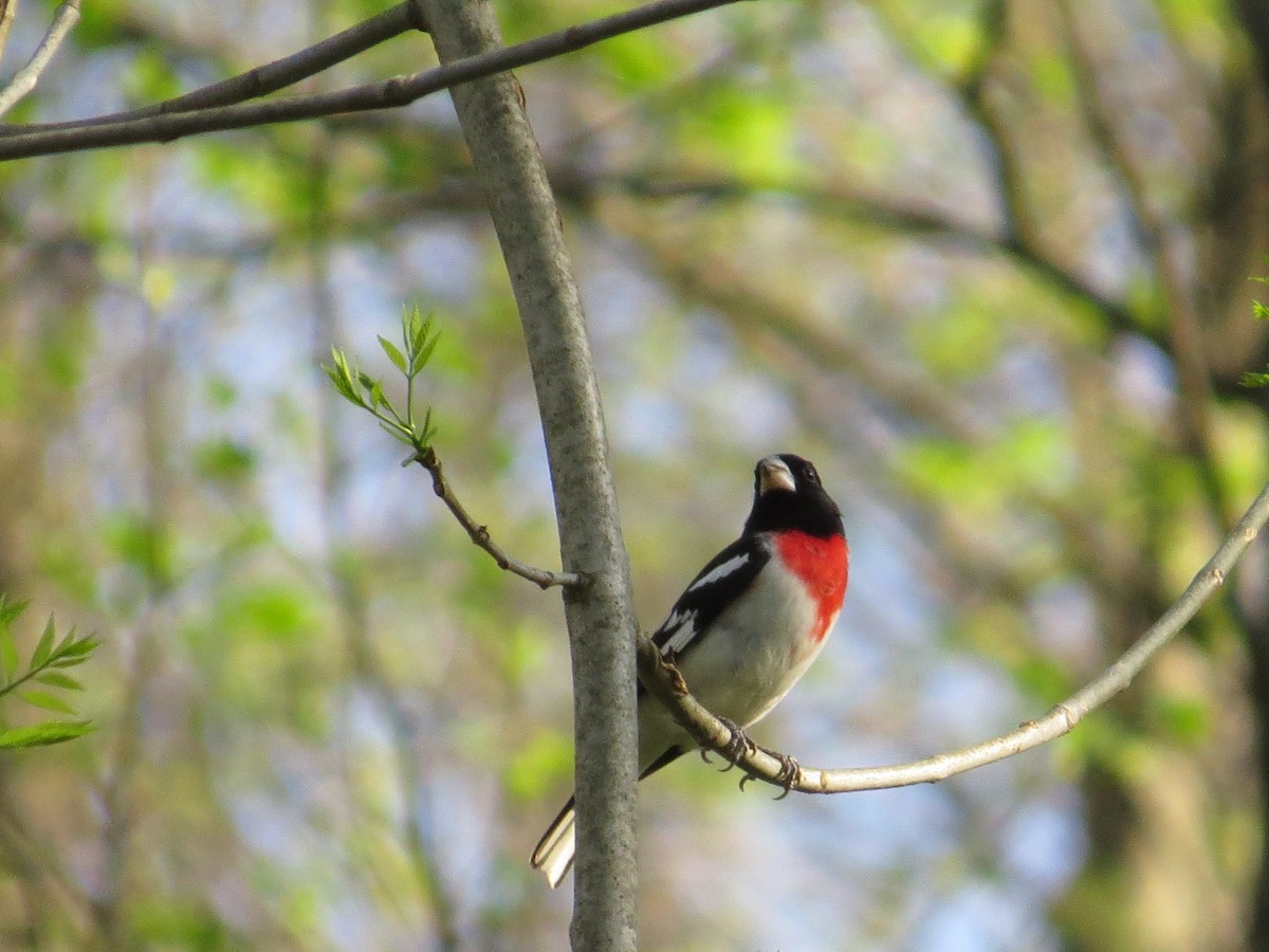 Cardinal à poitrine rose - ML132466901